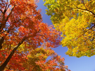 晩秋の公園の黄葉と紅葉の欅