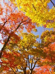 晩秋の公園の黄葉と紅葉の欅