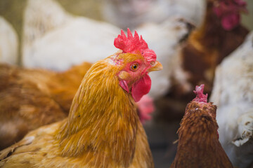 Close up hen in the chicken farm.Concept organics farm.
