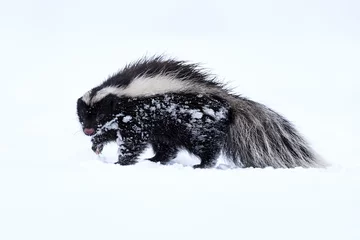 Fotobehang Poema Skuknk in snow. Humboldt's hog-nosed skunk, Conepatus humboldtii, black and white fur coat animal, in the nature winter habitat with snow, Laguna Sofia, Patagonia, Chile. Nature wildlife, cold Chile.  © ondrejprosicky