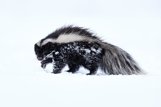 Skuknk in snow. Humboldt's hog-nosed skunk, Conepatus humboldtii, black and white fur coat animal, in the nature winter habitat with snow, Laguna Sofia, Patagonia, Chile. Nature wildlife, cold Chile.