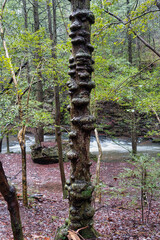 Unusual knotted shapes on a tree in a forest. Shape of a face in the tree trunk. A natural totem pole in a mountain valley.