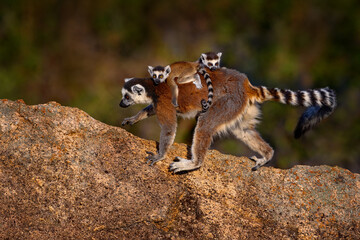 Madagascar wildlife, monkey two young.  Ring-tailed Lemur, Lemur catta, cub on the back. Animal from Madagascar, Africa, orange eyes. Evening light sunset,  Anja Nature Park