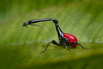 Madagascar endemic. Giraffe weevil, Trachelophorus giraffa, black and red beetle insect on the green leaf. Giraffe weevil on the nature forest habitat, Andasibe Manadia NP, Madagascar endemic