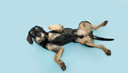 submissive male mixed breed puppy dog lying dowm and  belly-up on isolated blue pastel background © Sandra