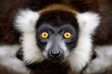 Lemur - close-up face head detail with yellow eye. Black-and-white ruffed lemur, Varecia variegata, endangered species endemic to the island of Madagascar. Monkey mammal from Andasibe-Mantadia NP.