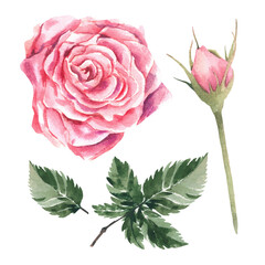 Rose on a white background. Closed bud and green leaves. Pink color. Watercolor illustration. Making postcards.