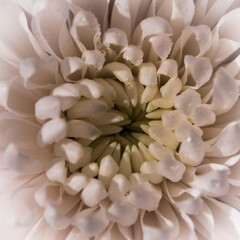 Fototapeta na wymiar a very beautiful white chrysanthemum flower