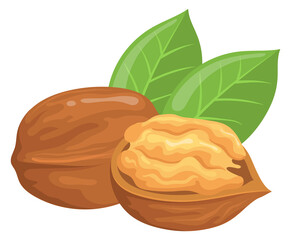 Cartoon nut icon. Walnut in shell. Natural snack