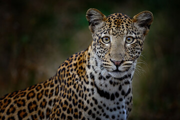 Obraz na płótnie Canvas Botswana nature. Leopard, Panthera pardus shortidgei, hidden head portrait in the nice orange grass, big wild cat in the nature habitat, sunny day on the savannah. Wildlife nature.