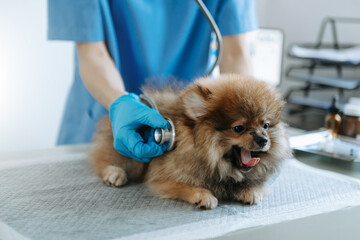 Male veterinarian in work clothes listening to a small dog's breath with phonendoscope...