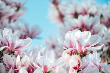 Beautiful Light Pink Magnolia Tree with Blooming Flowers during Springtime in English Garden, UK....
