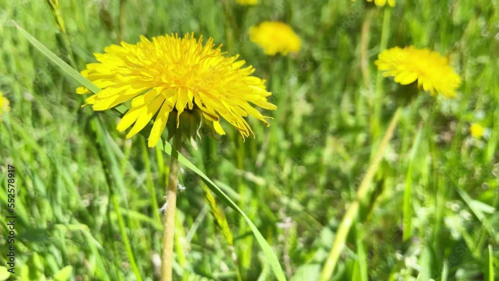 Wall mural Yellow dandelion flowers on green field with green grass. 4K video clip