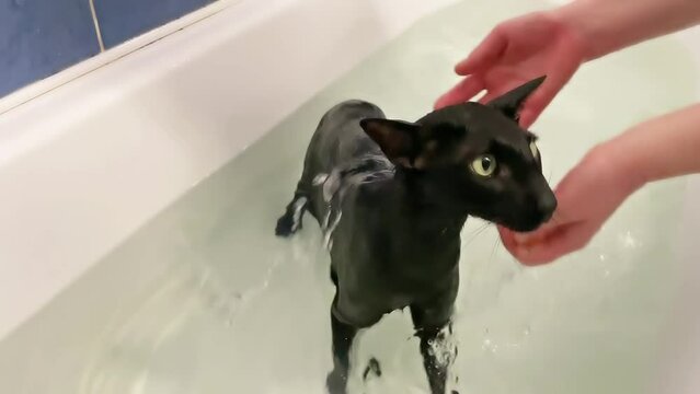 Black cat in water taking bath. Black oriental cat 4K video clip