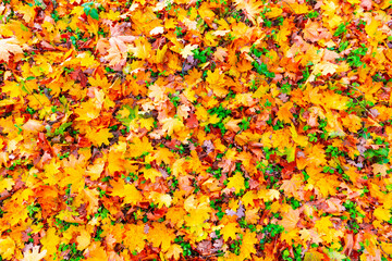 Autumn leaves fall texture background, colorful autumn leaves