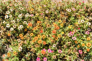 Flower meadow in late autumn in the park of Yerevan, Armenia.