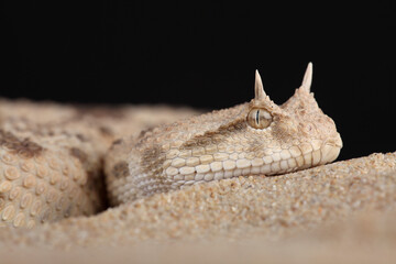 A portrait of a Saharan Horned Viper in the sand against a black background
