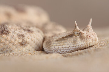 A portrait of a Saharan Horned Viper in the sand
