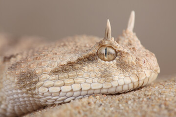 A portrait of a Saharan Horned Viper in the sand
