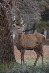 Young stag deer antlers still growing
