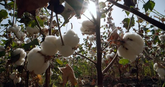 The rays of the sun break through the branches with ripened cotton, white cotton balls hang on the branches ready to be harvested. A bottom view of a cotton plant in a local farmer's field.