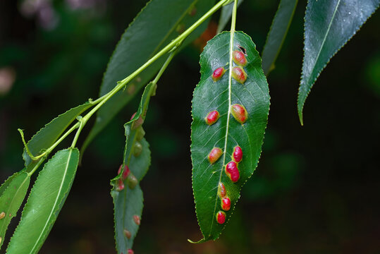 Red galls of Pontania proxima on green leaf, sick tree. Pontania proxima, the willow gall sawfly. Plant galls. Euura proxima, leaf diseas, red pustule gall mite .