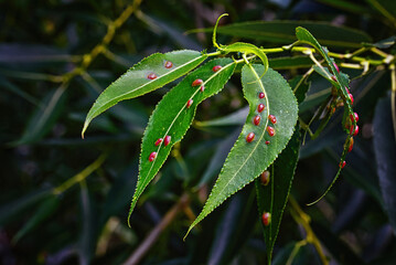 Red galls of Pontania proxima on green leaf, sick tree. Pontania proxima, the willow gall sawfly....