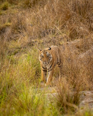 Fototapeta na wymiar wild adult bengal male tiger or panthera tigris tigris head on with eye contact on territory marking in evening safari at bandhavgarh national park forest umaria madhya pradesh india asia