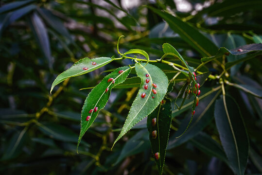 Red galls of Pontania proxima on green leaf, sick tree. Pontania proxima, the willow gall sawfly. Plant galls. Euura proxima, leaf disease, red pustule gall mite .