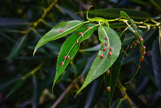 Red galls of Pontania proxima on green leaf, sick tree. Pontania proxima, the willow gall sawfly. Plant galls. Euura proxima, leaf disease, red pustule gall mite .