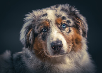 Berger australien photo studio fond noir