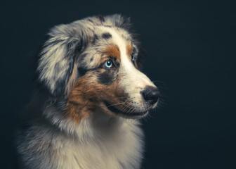 Berger australien photo studio fond noir