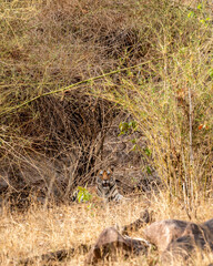 wild female bengal tiger or panthera tigris tigris resting in shade of bamboo plants during safari in dry hot summer season at kanha national park tiger reserve madhya pradesh india asia
