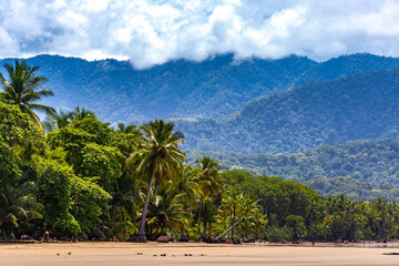 panorama of a tropical beach with palm trees in marino ballena national park in costa rica;...