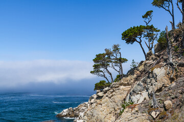 Monterey cypress trees line granite cliffs above the sea and fog at Point Lobos, Carmel, California