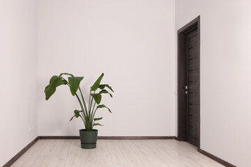 Empty renovated room with potted houseplant and black door