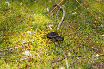 Two small black mushrooms together