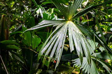 Close-up on the unique plants of Golfito National Wildlife Refuge; vegetation of a tropical rainforest in Costa Rica; unique flowers, trees and plants