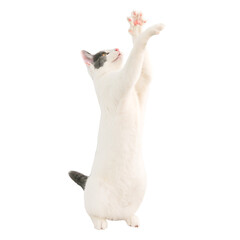 White cat with black tail playing in PNG isolated on transparent background