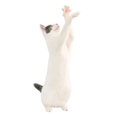 Tuinposter White cat with black tail playing in PNG isolated on transparent background © Pavlo Vakhrushev