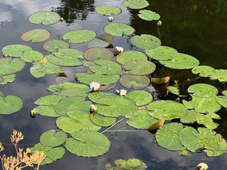 Pond with waterlily plants outdoors on sunny day