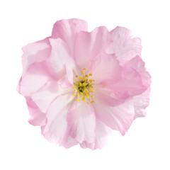Sakura flower in PNG isolated on transparent background