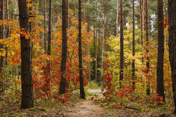 Fototapeta na wymiar Trail and beautiful trees in forest. Autumn season