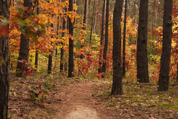 Obraz premium Trail and beautiful trees in forest. Autumn season