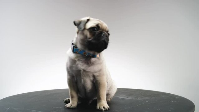 Pug puppy fawn color, adorable cute and small on a turn table cinematic look shot on a RED cinema camera