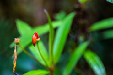 unique flowers and plants in los quetzales national park in costa rica, mountain rainforest vegetation of costa rica, tropical mist forest vegetation