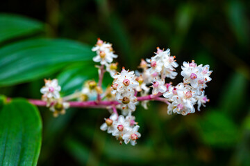 unique flowers and plants in los quetzales national park in costa rica, mountain rainforest vegetation of costa rica, tropical mist forest vegetation