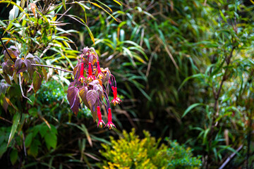 unique flowers and plants in los quetzales national park in costa rica, mountain rainforest vegetation of costa rica, tropical mist forest vegetation