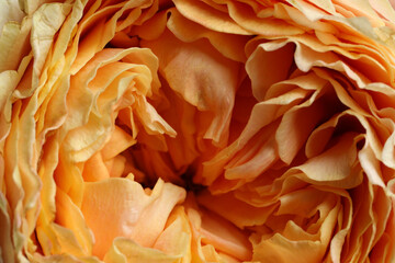 Closeup view of beautiful blooming rose as background. Floral decor