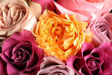 Beautiful fresh roses as background, closeup view. Floral decor